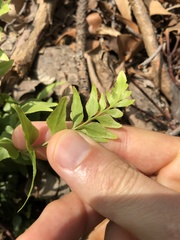 Lindsaea heterophylla