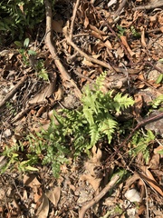 Lindsaea heterophylla