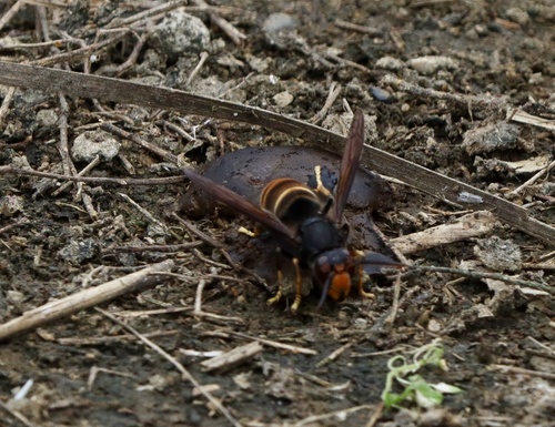 Yellow-legged Hornet