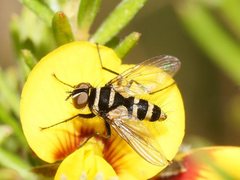 Trigonospila cingulata