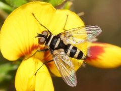 Trigonospila cingulata