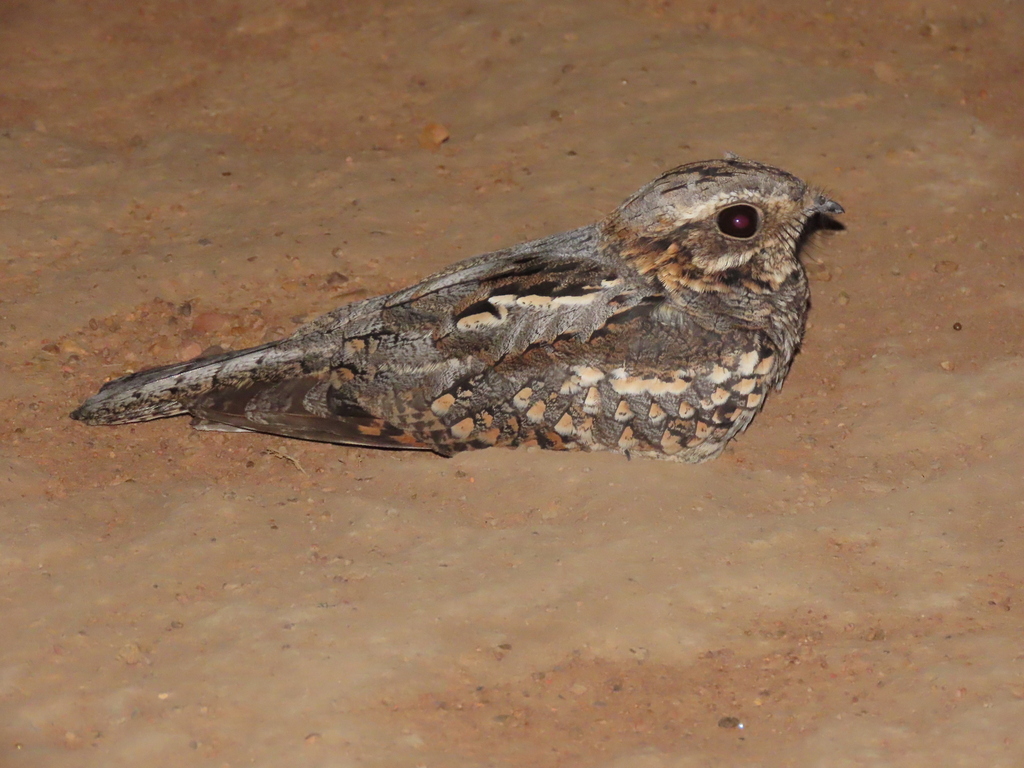 Rufous-cheeked Nightjar photo