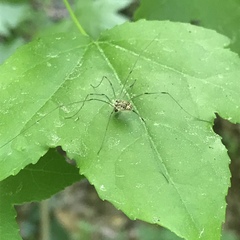 Phalangioidea