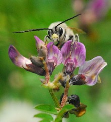 Eucera nigrescens