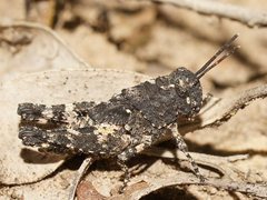 Cirphula pyrrhocnemis