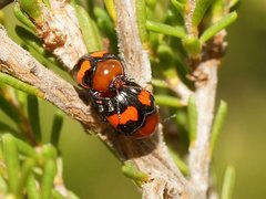 Ditropidus pulchellus