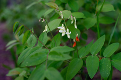 Lathyrus gmelinii
