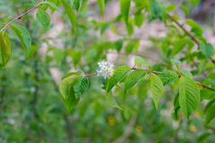 Prunus maackii