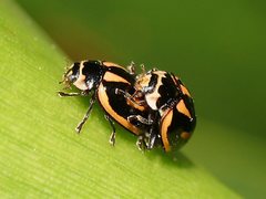 Micraspis flavovittata