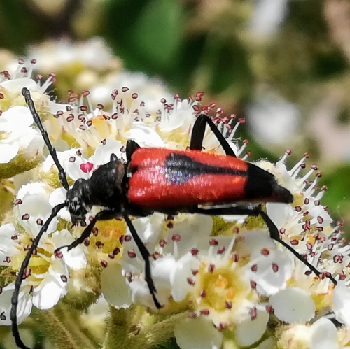 heart longhorn beetle, 60122 Ancona AN, Italia, photo 9 of 10
