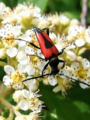 Stictoleptura cordigera