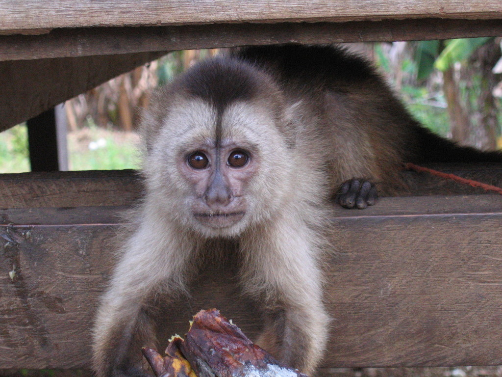 Weeper Capuchin