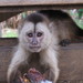 Capuchino Llorón - Photo Janekvorik, sin restricciones conocidas de derechos (dominio público)