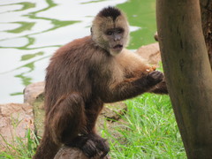 Weeper Capuchin photo 4