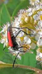 Stictoleptura cordigera