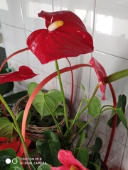 Anthurium andraeanum