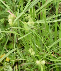 Carex frankii
