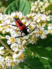 Stictoleptura cordigera