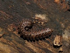 Orthorhachis durabilis