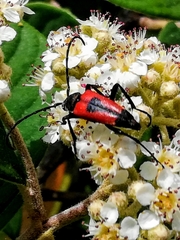 Stictoleptura cordigera