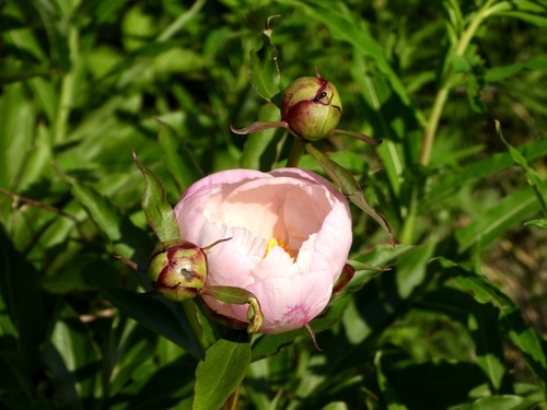 Paeonia lactiflora