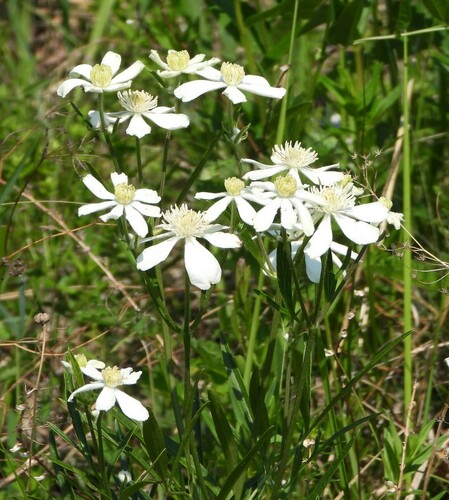 Image of Clematis hexapetala by (c) Анна Васильченко, some rights reserved (CC BY)