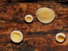 Lachnum lachnoderma
