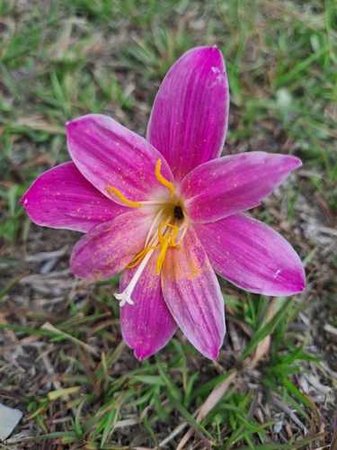 Image of Zephyranthes carinata by (c) Tarun Meena, some rights reserved (CC BY)