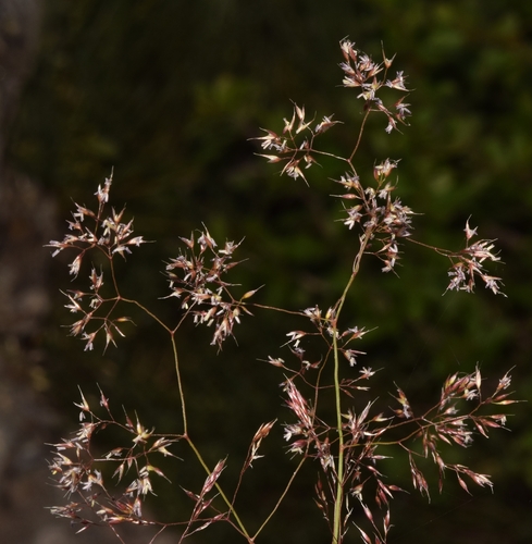 Agrostis nevadensis