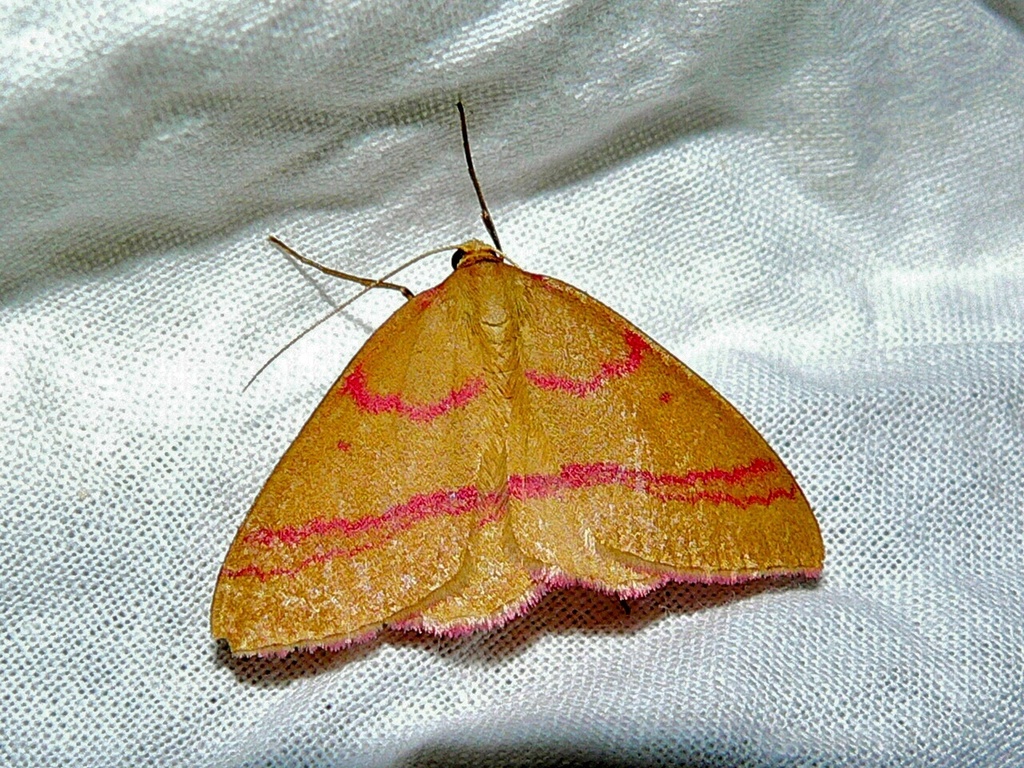 Rhodostrophia calabra