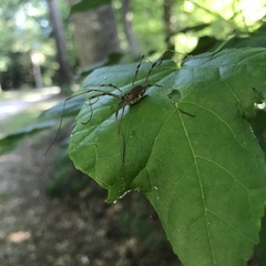 Phalangioidea
