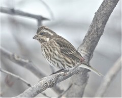 Haemorhous purpureus purpureus