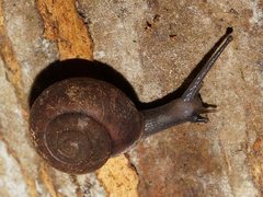 Austrochloritis kosciuszkoensis