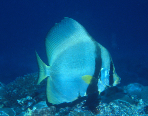 Pinnate batfish