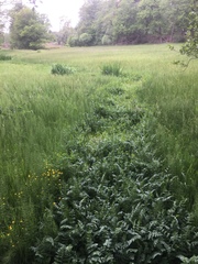 Equisetum fluviatile