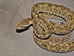 Venezuela Lancehead photo 1