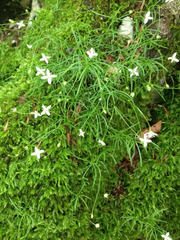 Moehringia muscosa