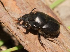Onthophagus taurus