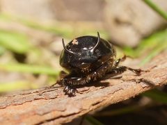 Onthophagus taurus