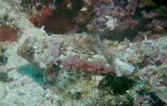Synchiropus