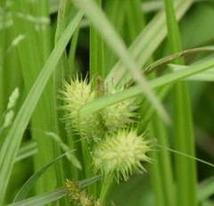 Carex frankii