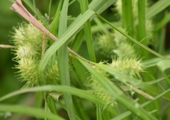Carex frankii