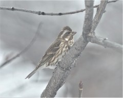 Haemorhous purpureus purpureus