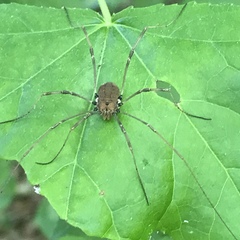 Phalangioidea
