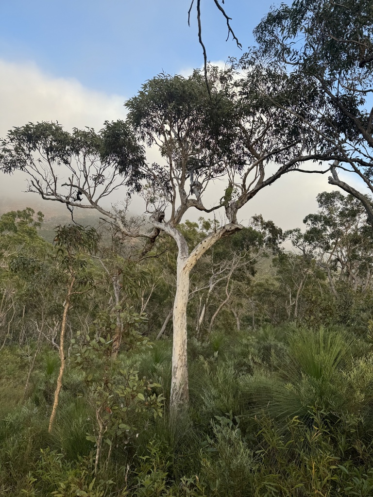 Eucalyptus pachycalyx Maiden & Blakely 2