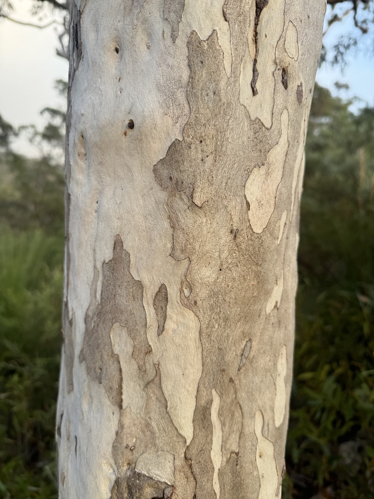 Eucalyptus pachycalyx Maiden & Blakely 3
