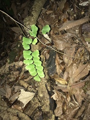 Adiantum philippense