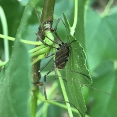 Phalangioidea