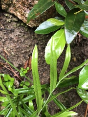 Lindsaea ensifolia