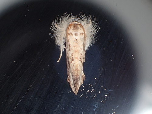 Frilly Grass Tubeworm Moth photo 6